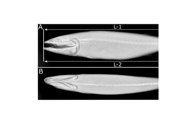 røntgenbilde av fisk