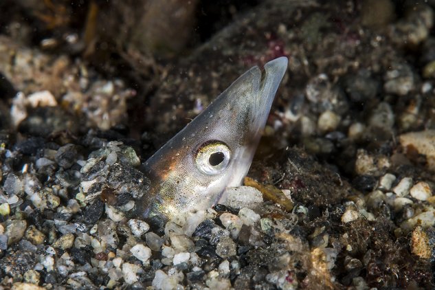 Ammodytes marinus som stikker ut hodet fra sandgrunnen.